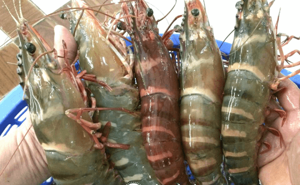 Cháo món ngon từ tôm sú thơm ngon, dễ chế biến