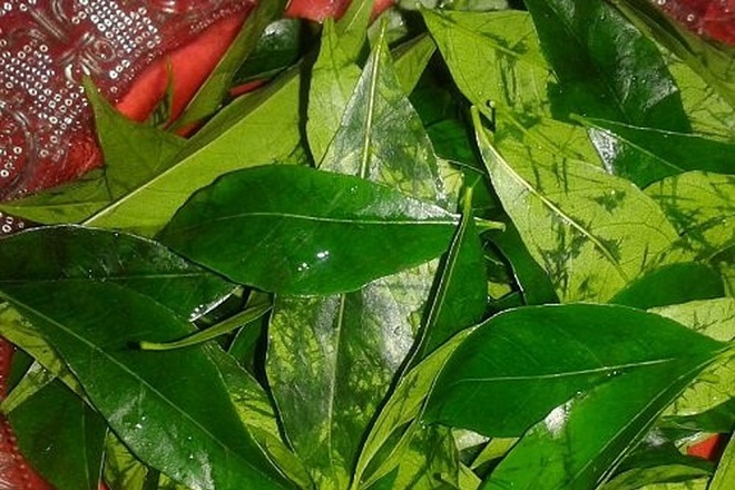 giỏ lá xuân đào