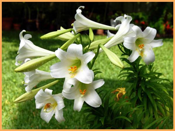 Nằm mơ thấy hoa lily có ý nghĩa gì? Nằm mơ thấy hoa loa kèn là điềm tốt hay xấu?