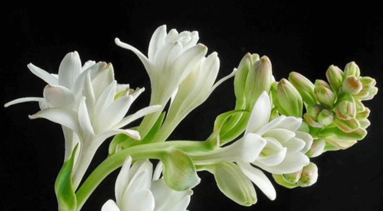 Nằm mơ thấy hoa huệ là điềm gì? Con số may mắn liên quan