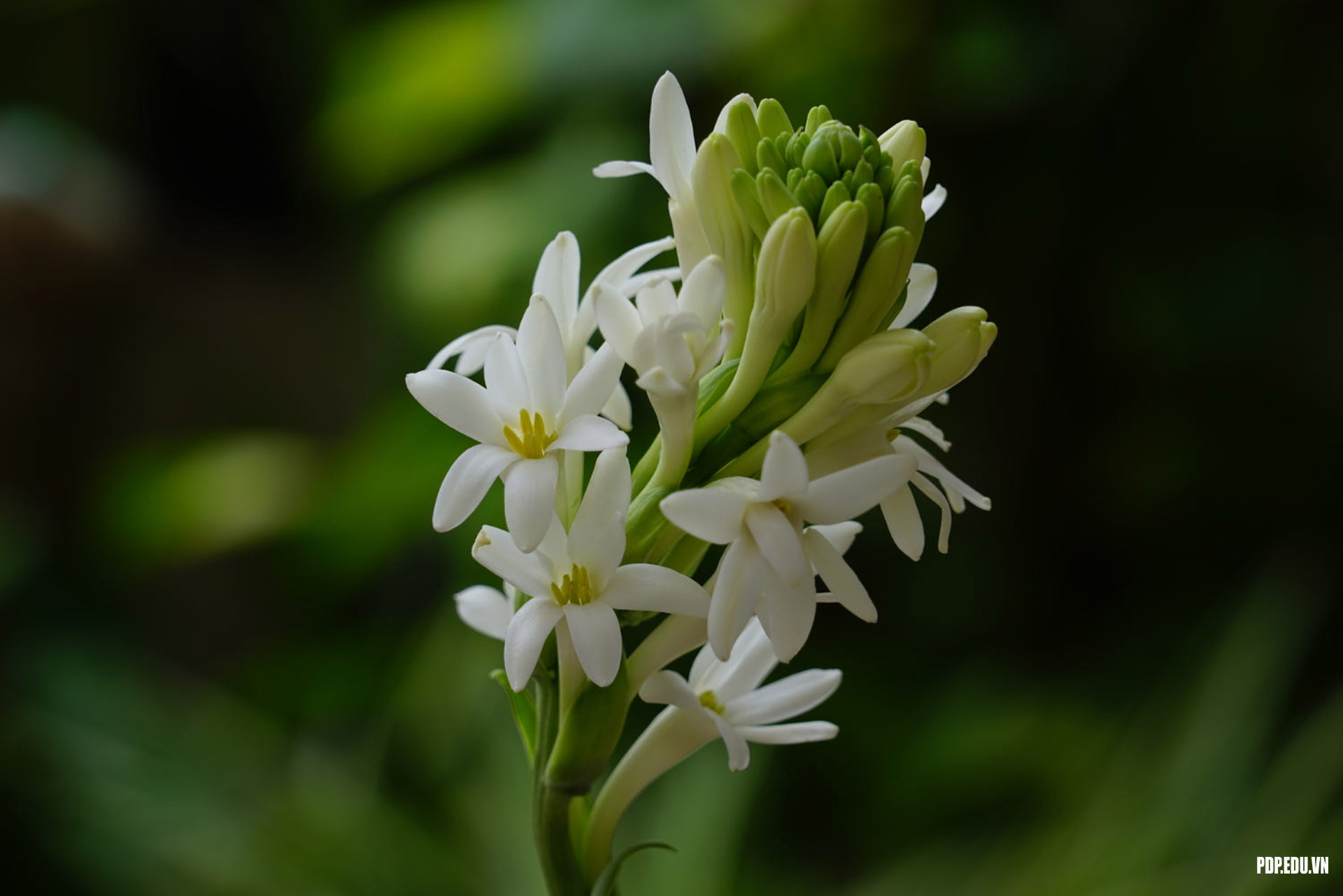 Nằm mơ thấy hoa huệ là điềm gì? Con số may mắn liên quan