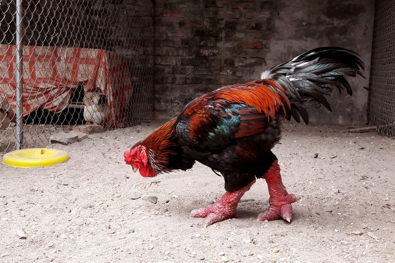Phân biệt gà Đông Tảo lai và thuần chủng | Nông nghiệp Farmvina