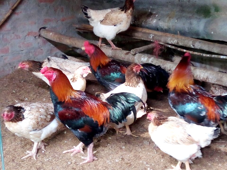 Duy trì bảo tồn và phát triển giống gà Hồ, Bắc Ninh