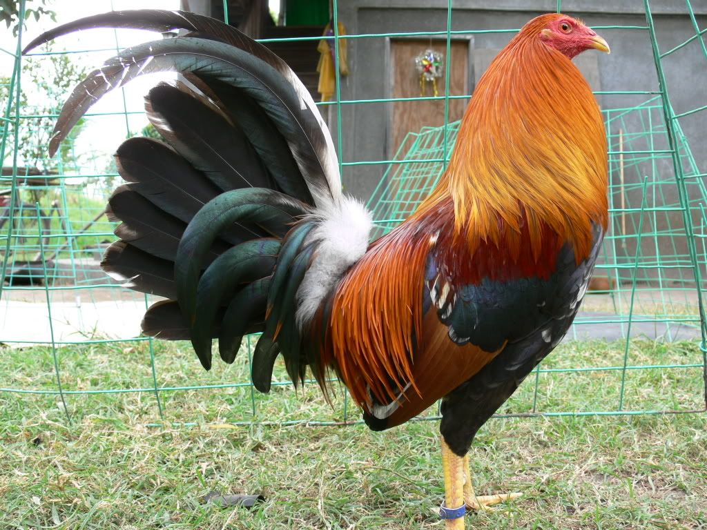 Dòng Gà Mỹ Sweater - Thông Tin Về Gà Đá Các Loại