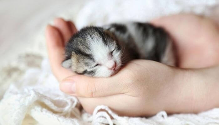 Nằm mơ thấy mèo con