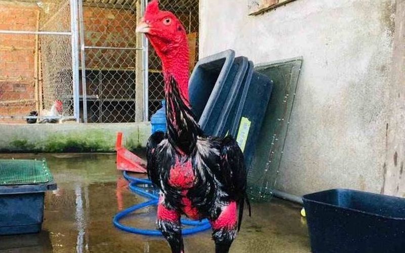 Gà chọi Đồ Sơn - Món quà quý giá từ đấu trường gà chọi - Thế giới chọi gà