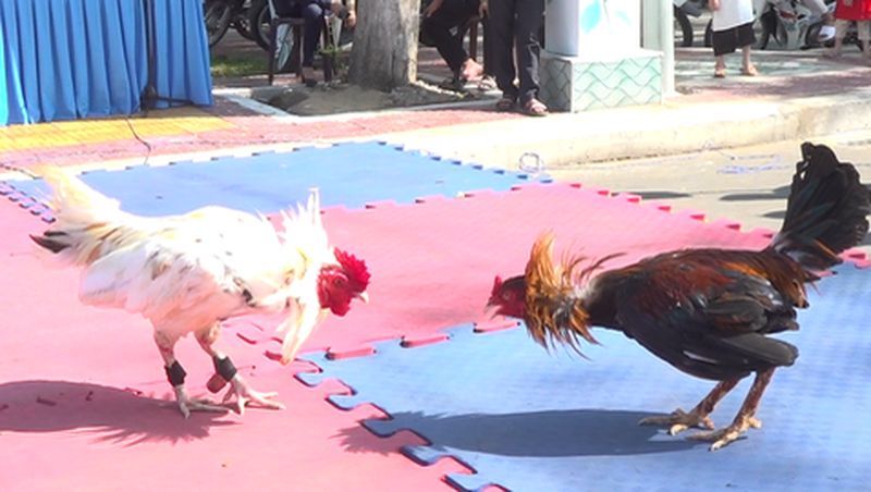 Gà chọi Đồ Sơn - Món quà quý giá từ đấu trường gà chọi - Thế giới chọi gà