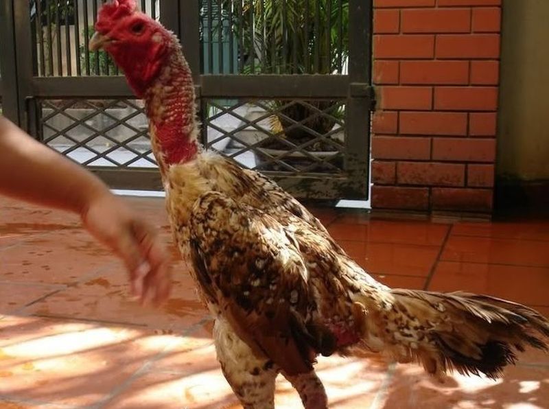 Gà chọi Đồ Sơn - Món quà quý giá từ đấu trường gà chọi - Thế giới chọi gà