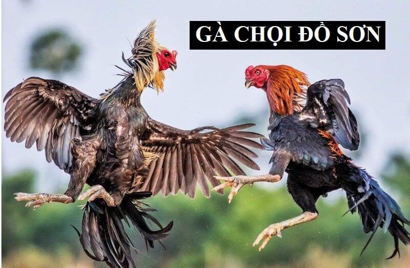 Gà chọi Đồ Sơn - Món quà quý giá từ đấu trường gà chọi - Thế giới chọi gà