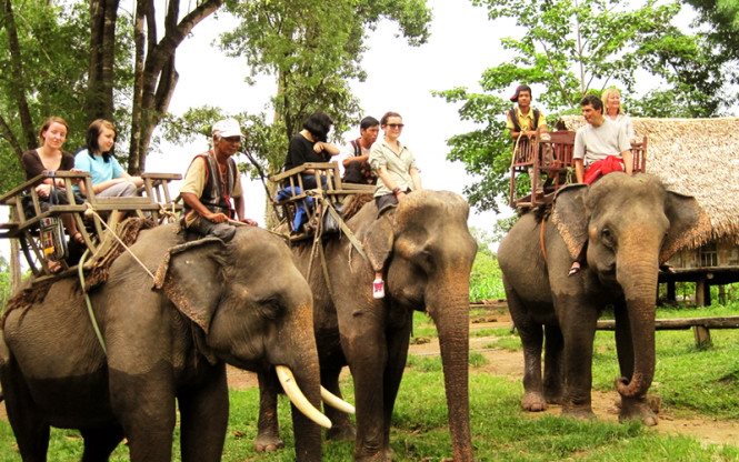 Nếu bạn mơ thấy con voi thì nên đặt cược vào con số nào? Dấu hiệu nhìn thấy một con voi là gì?