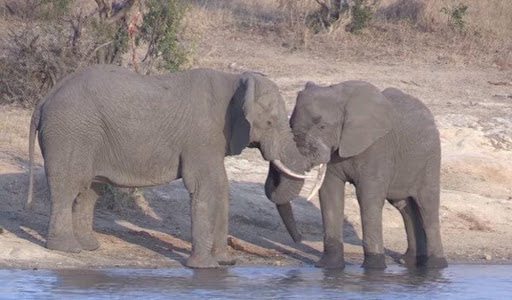 Chơi con số nào nếu bạn mơ thấy con voi? - 5 Mơ thấy con voi đánh con đề gì chuẩn xác? Điềm báo thấy voi là gì?