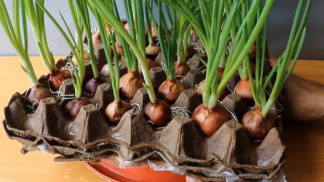 Tìm hiểu cách trồng hành lá từ hành tím. Khi bạn trồng chúng, bạn có thể hái chúng bất cứ khi nào bạn muốn ăn chúng.