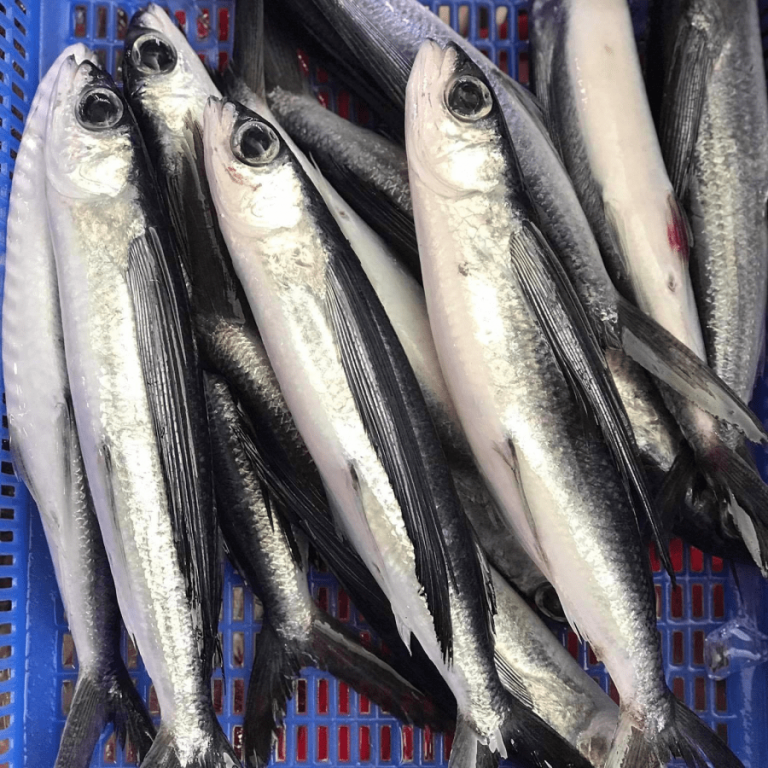 Cá chuồn bay - Đặc sản khiến dân vùng biển đi nhớ về thương