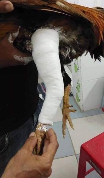 Làm thế nào để điều trị gà bị gãy chân và gãy xương?