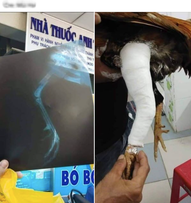 Gà cưng gãy chân, nam thanh niên làm điều không tưởng khiến ai cũng "giật mình"