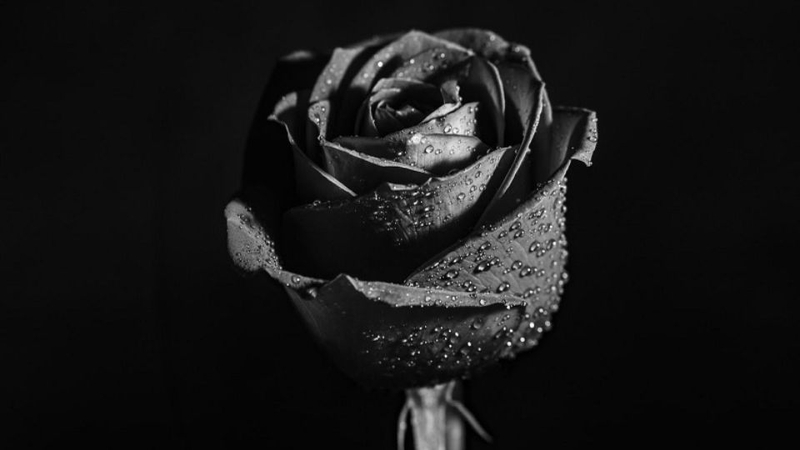 Hoa hồng đen: Nguồn gốc, ý nghĩa, đặc điểm, tác dụng và cách chăm sóc hiệu quả