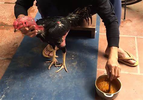 Cách Ngâm Rượu Nghệ Cho Gà Chọi ĐẠI CHIẾN 300 HIỆP